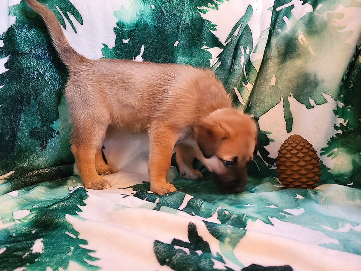 chinook puppy